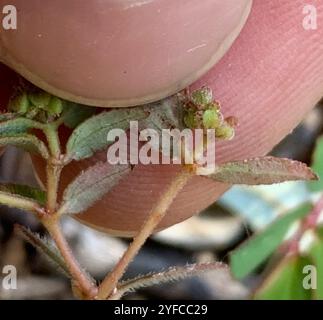 Florida Hängematte Sandmatte (Euphorbia ophthalmica) Stockfoto