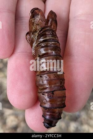 Carpenterworm Motte (Prionoxystus robiniae) Stockfoto