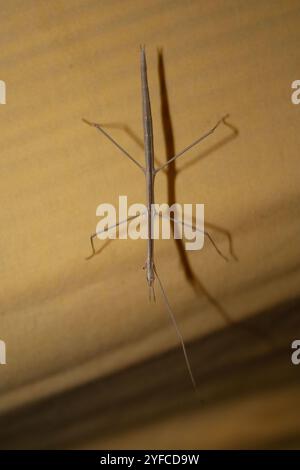 Walkingsticks mit kurzem Horn (Parabacillus) Stockfoto