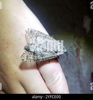 Kleine Carpenterworm Motte (Prionoxystus macmurtrei) Stockfoto