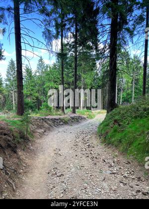 Landschaft - Sommerwald mit Nadelbäumen in Sonnenstrahlen. Steiniger Pfad im Wald zwischen Kiefern und Tannen. Langer Weg durch wunderschöne Wälder. Stockfoto