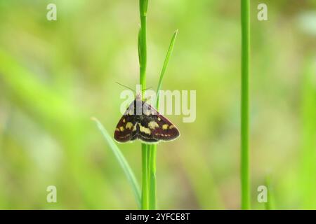 Gemeine Karmesin- und Goldmotte (Pyrausta purpuralis) Stockfoto