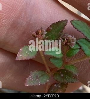Florida Hängematte Sandmatte (Euphorbia ophthalmica) Stockfoto