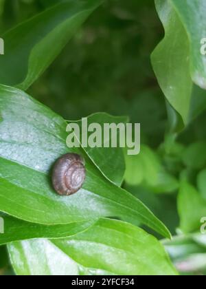 Erdbeerschnecke (Trochulus striolatus) Stockfoto