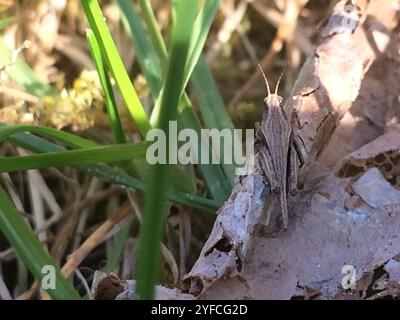 Schlanke Groundhopper (Tetrix Subulata) Stockfoto
