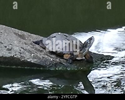 Westliche Teichschildkröte (Actinemys marmorata) Stockfoto