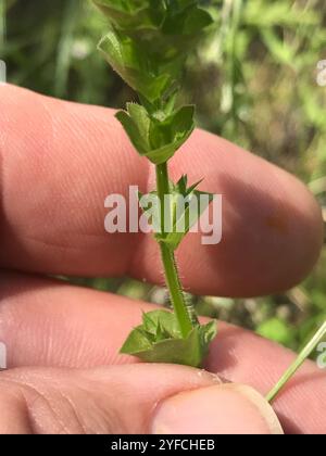 Das aussehende Glas der Venus (Triodanis perfoliata) Stockfoto