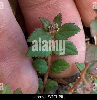 Florida Hängematte Sandmatte (Euphorbia ophthalmica) Stockfoto