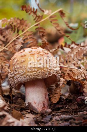 Ein Blusher Pilz und trockenes Bracken Stockfoto