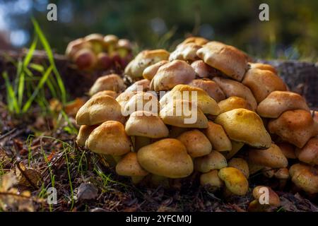 Cluster von Schwefelbüschelpilzen Stockfoto