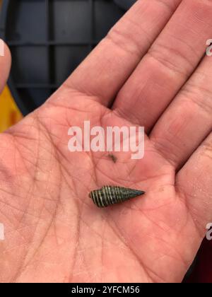 Japanisches falsches Cerith (Batillaria attramentaria) Stockfoto