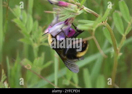 California Humble Bee (Bombus californicus) Stockfoto