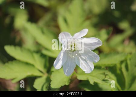 Altaische Anemone (Anemonoides altaica) Stockfoto