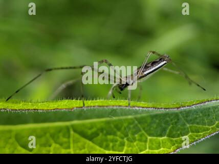 Schattenstretchspinne (Tetragnatha montana) Stockfoto