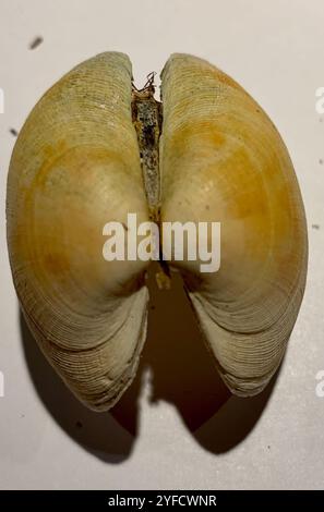 Muschel des Küchlein-Teppichs (Venerupis corrugata) Stockfoto