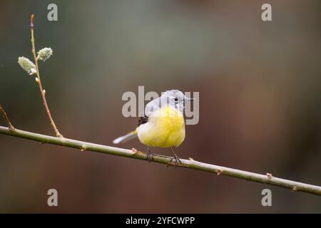 Vorderansicht eines wilden, grauen Bachstelzvogels (Motacilla cinerea), der isoliert auf einem Ast mit Katzenkindern thront. Stockfoto