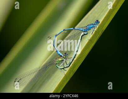 Azure Damselfly oder Azure Bluet Paarungspaar - Coenagrion puella Stockfoto