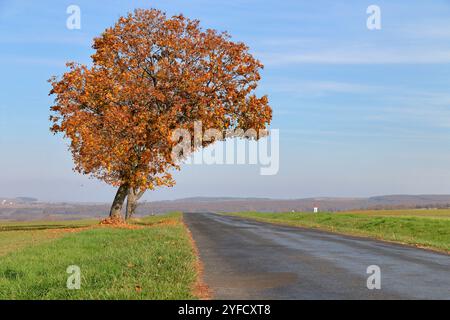 Ein einsamer Baum mit lebhaftem Herbstlaub steht neben einer Autobahn in einer ländlichen Landschaft. Stockfoto