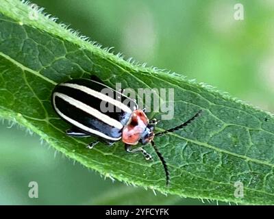 Pigweed Flea Beetle (Disonycha glabrata) Stockfoto