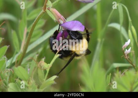 California Humble Bee (Bombus californicus) Stockfoto