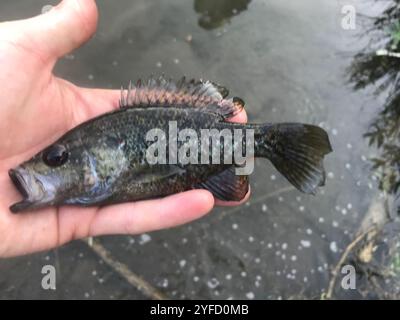 Warmouth (Lepomis gulosus) Stockfoto