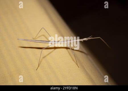 Walkingsticks mit kurzem Horn (Parabacillus) Stockfoto