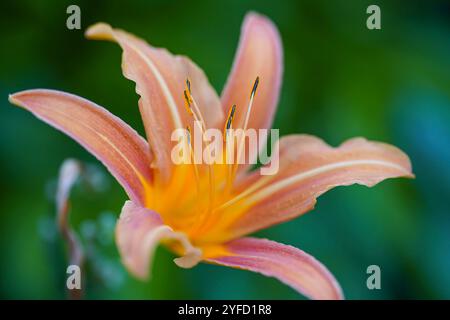 Nahaufnahme einer offenen Lilienblüte, die draußen in einem Wohngarten wächst, Großbritannien. Der Fokus liegt auf den mittleren Staubblättern (Anther und Filament). Stockfoto