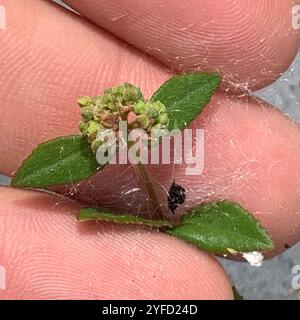 Florida Hängematte Sandmatte (Euphorbia ophthalmica) Stockfoto