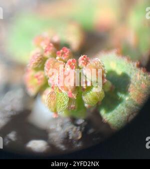 Florida Hängematte Sandmatte (Euphorbia ophthalmica) Stockfoto