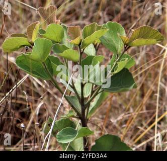 Südafrikanische Wildbirne (Dombeya rotundifolia) Stockfoto