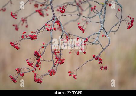 Die Früchte der Eberesche, die im Herbst an den Ästen der Bäume in Clustern hängen. Herbsthintergrund, Haufen reifer vogelbeeren. Stockfoto