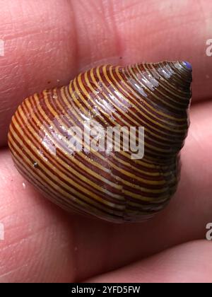 Blaugeringte Spitzenschnecke (Calliostoma ligatum) Stockfoto