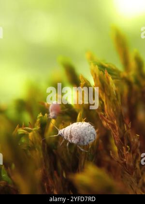 Birnengras-Blattlaus (Melanaphis pyraria) Stockfoto