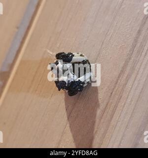 Gewöhnliche Vogelspinne (Celaenia excavata) Stockfoto