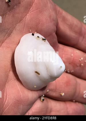 Whitecap Limpet (Acmaea mitra) Stockfoto