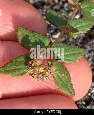Florida Hängematte Sandmatte (Euphorbia ophthalmica) Stockfoto