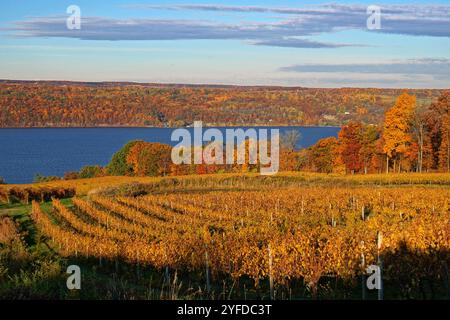 Herbstblick auf einen Weinberg am Seneca Lake in New York Stockfoto