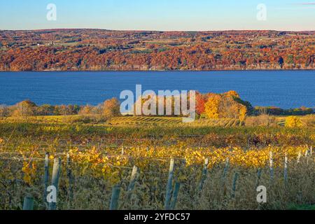 Autumn View of a Vineyard am See in der Finger Lakes Region von New York Stockfoto