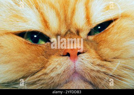 Porträt einer schönen persischen Katze, Eine Katze, Die Garfield sehr ähnlich ist. Stockfoto