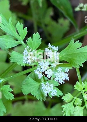 Java-Wassertropfkraut (Oenanthe javanica) Stockfoto