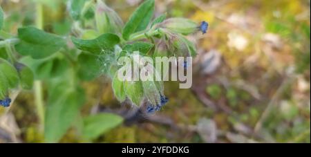 Haariges Lungenkraut (Pulmonaria mollis) Stockfoto