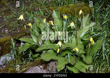 HUNDEZAHN VIOLETT; SPEEN-GARTEN; BÖCKE Stockfoto