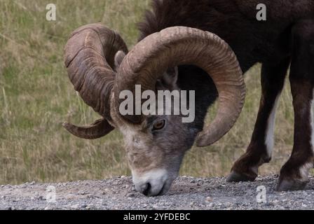 Steinschaf (Ovis dalli stonei) Stockfoto