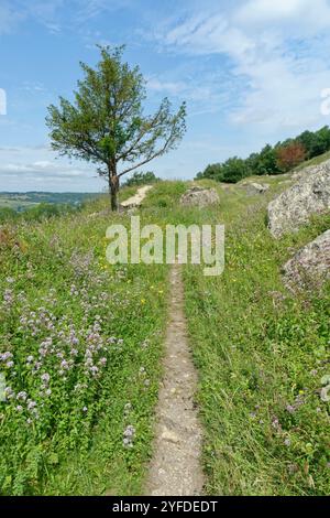 Wanderweg durch den Teppich des wilden Marjoram (Origanum vulgare) auf einem Kreideflächen, Browne’s Folly Nature Reserve, Bath und Northeast Somerset, Großbritannien Stockfoto