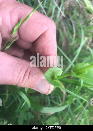 Das aussehende Glas der Venus (Triodanis perfoliata) Stockfoto