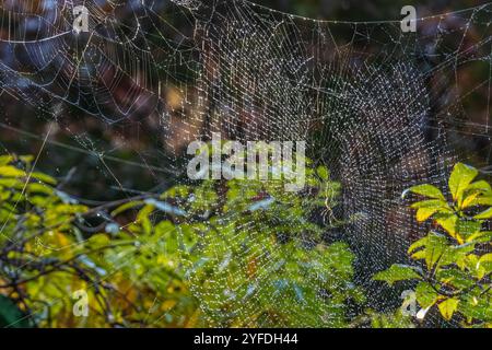 Großes Joro-Spinnennetz (Trichonephila clavata) mit Tautropfen in Gibbs Gardens im Ball Ground, Georgia. (USA) Stockfoto