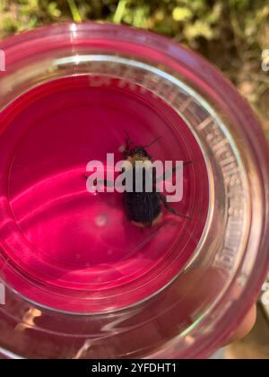 California Humble Bee (Bombus californicus) Stockfoto