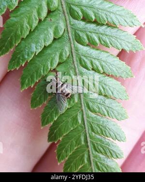 Australische Leafroller Tachinid (Trigonospila brevifacies) Stockfoto