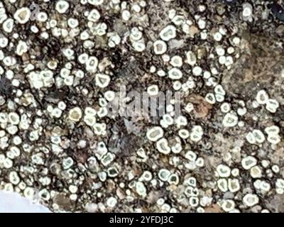 Mörtelflechte (Myriolecis dispersa) Stockfoto