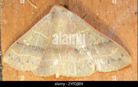 Rot gefütterte Panopoda Motte (Panopoda rufimargo) Stockfoto